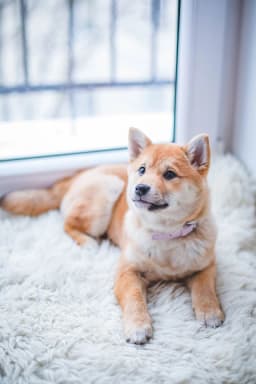 Ira Chloie Narisma
