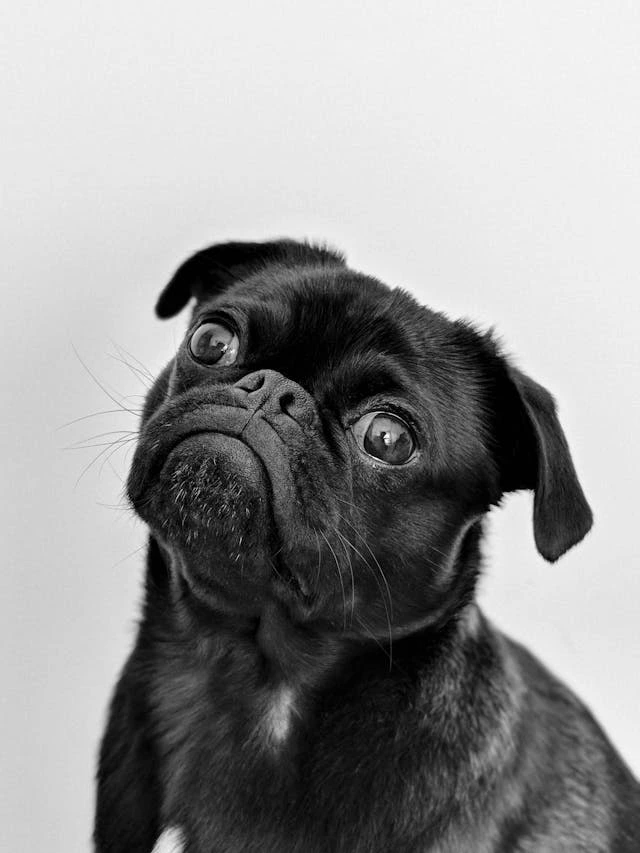Dog #1
