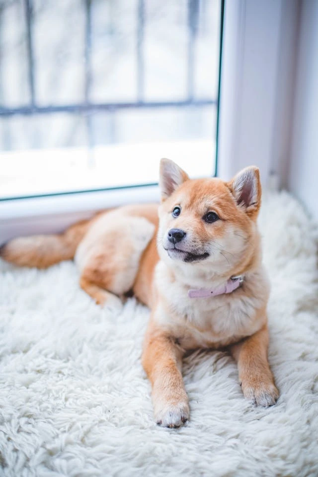 Dog #2