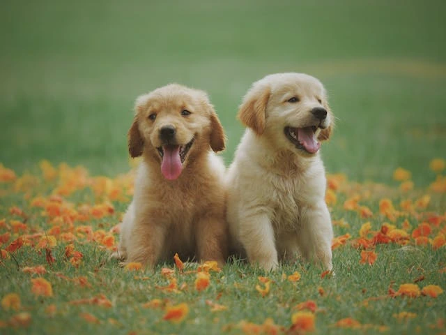 Dog #3